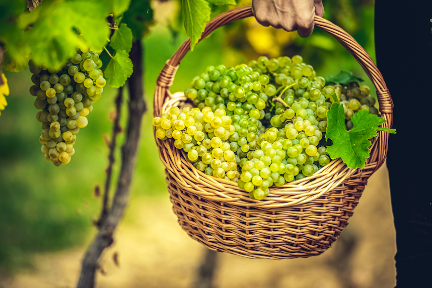 Zeitraum, Phasen und Ablauf der Weinlese