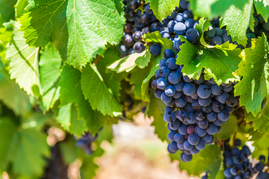 Wein und Nachhaltigkeit: Wenn Wein grn ist