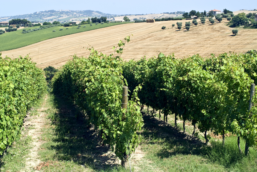 Kombinationen, Herkunft und Eigenschaften des Pecorino-Wein