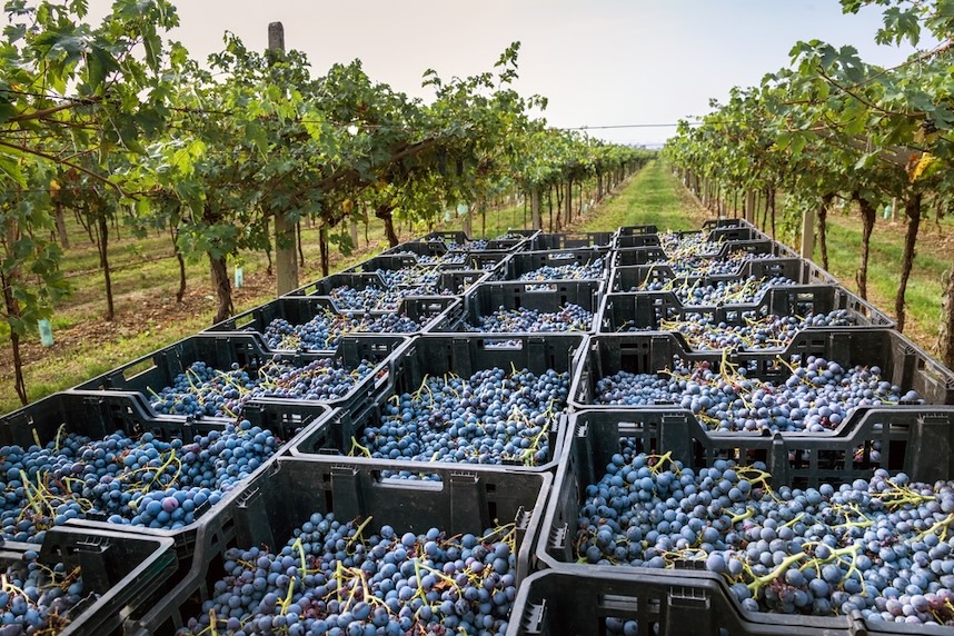 amarone venetien rotwein amarone venetien rotwein