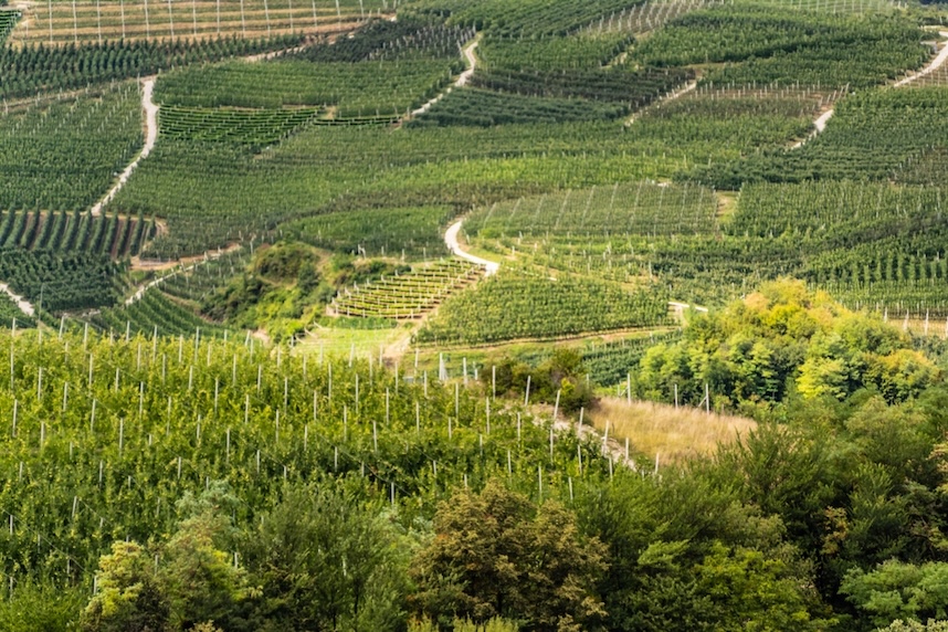 lagrein terroir sudtirol lagrein terroir sudtirol