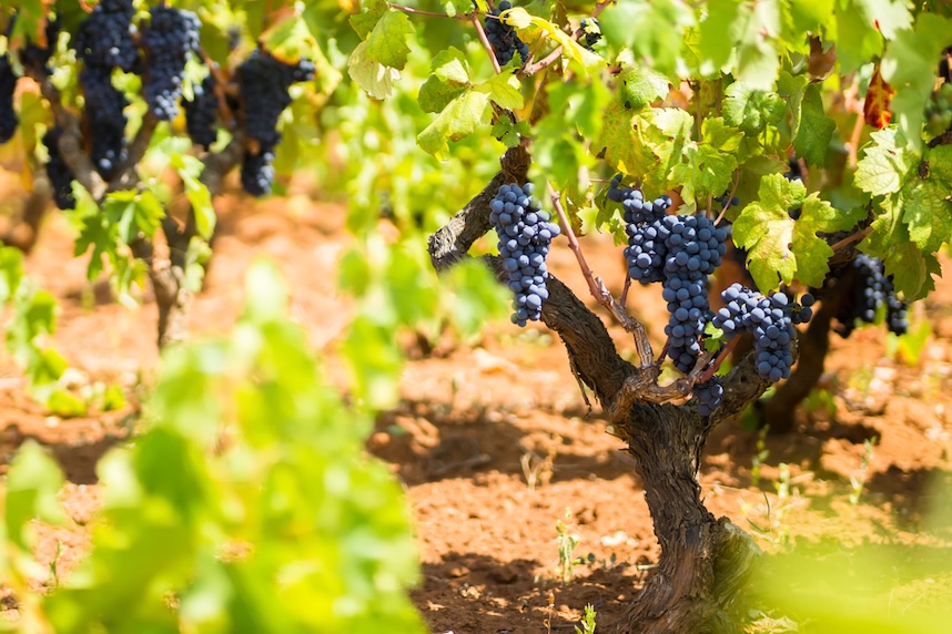 primitivo wein terroir primitivo wein terroir