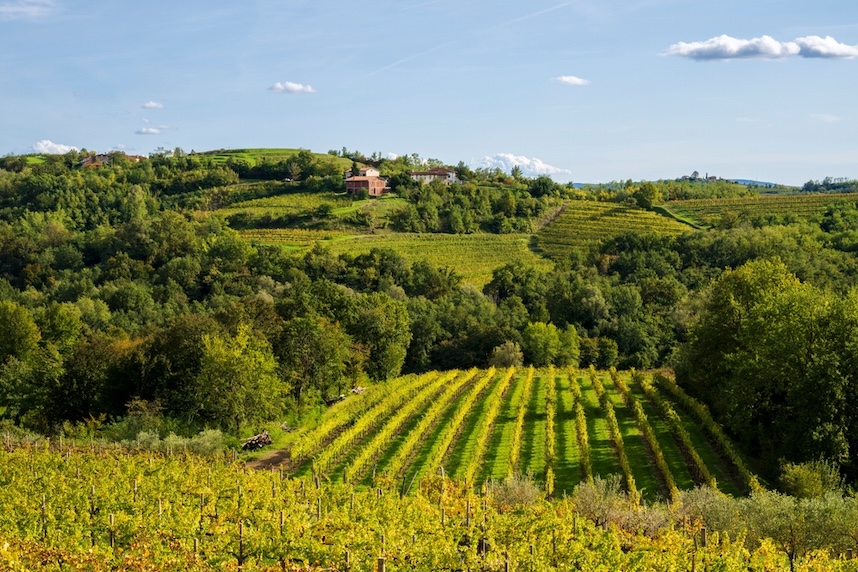 ribolla gialla friaul terroir