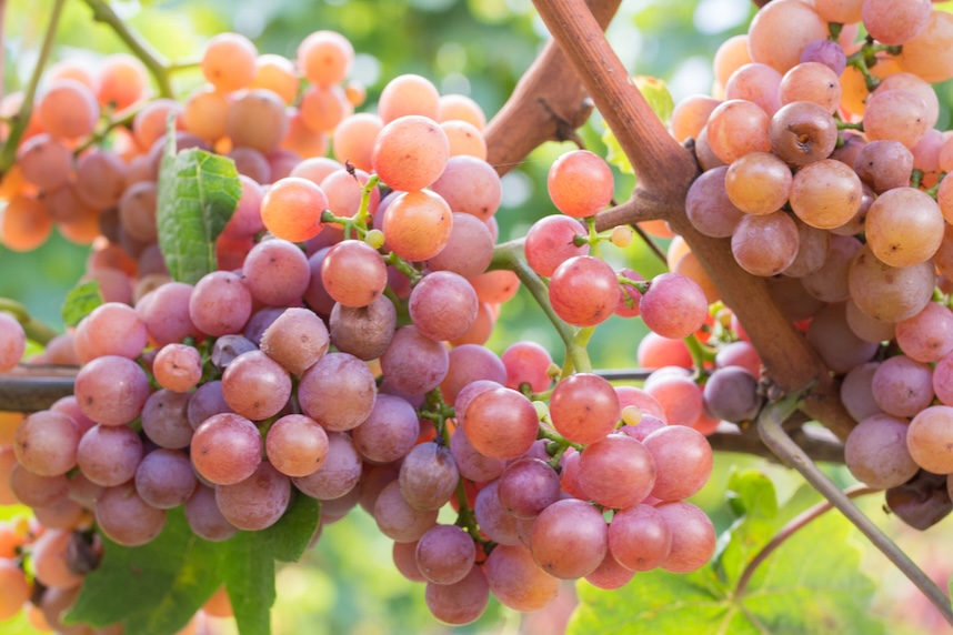 sussweine gewurztraminert rauben sussweine gewurztraminert rauben