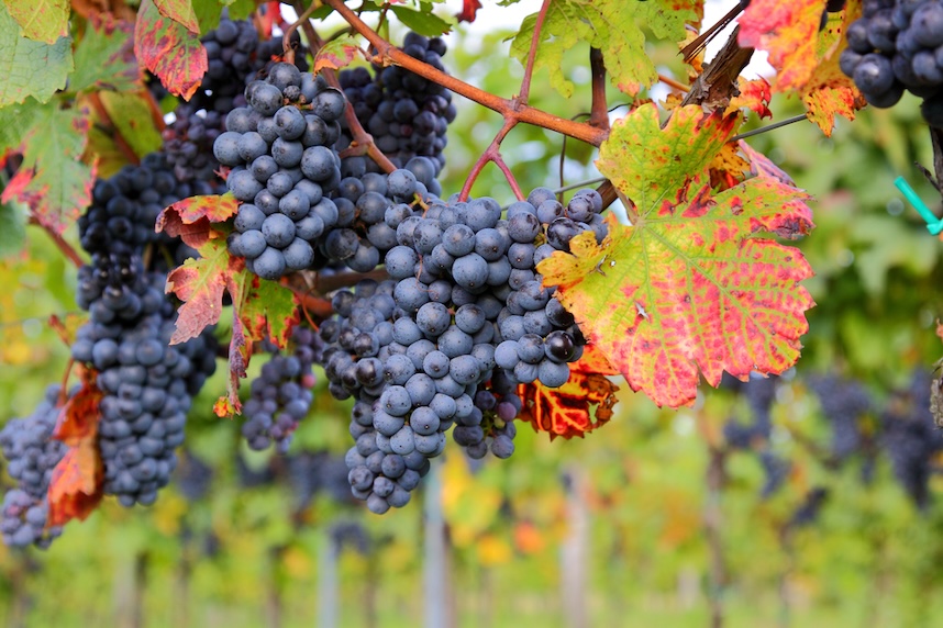 uva per cabernet sauvignon