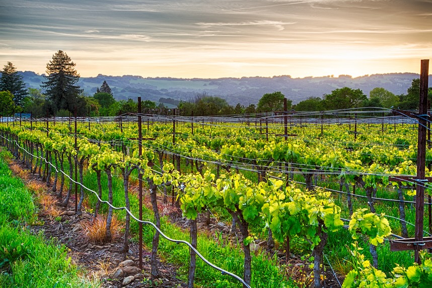 zona di produzione del vino negli stati uniti